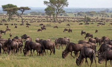 East Africa Budget Safari Tours