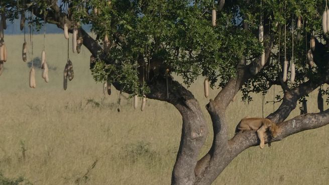 East Africa Group Safari Tours