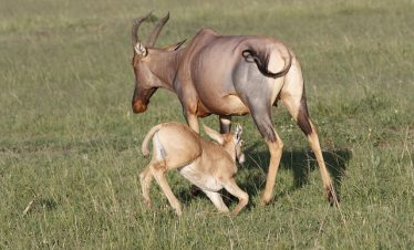 East Africa Luxury Safari Tours