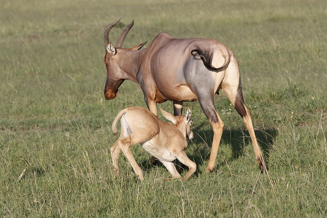 East Africa Luxury Safari Tours