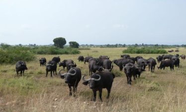 How to Plan for East Africa Safaris