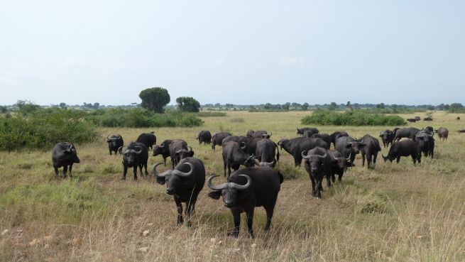 How to Plan for East Africa Safaris