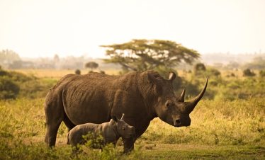 Kenya Tanzania Big Five Safari Tour