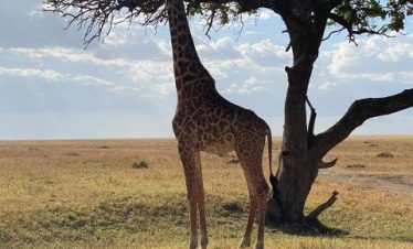 Black and white rhino habitat near Lake Nakuru with flamingos on the shoreline.