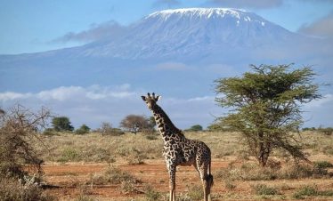 10 Days Tanzania Kenya Safari Package