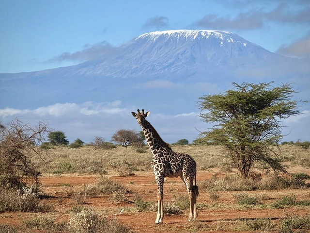 10 Days Tanzania Kenya Safari Package
