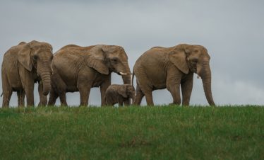 11 Days Tanzania Kenya Family Safari Tour