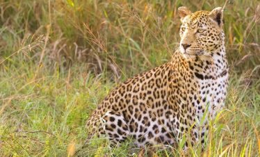 12-Day Kenya & Mount Kilimanjaro Trekking Safari