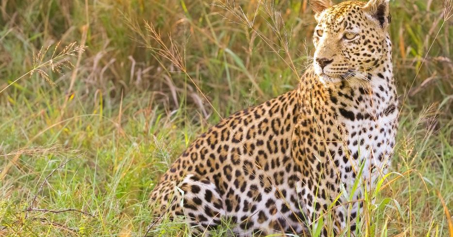 12-Day Kenya & Mount Kilimanjaro Trekking Safari
