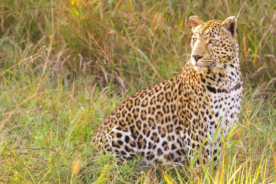 12-Day Kenya & Mount Kilimanjaro Trekking Safari
