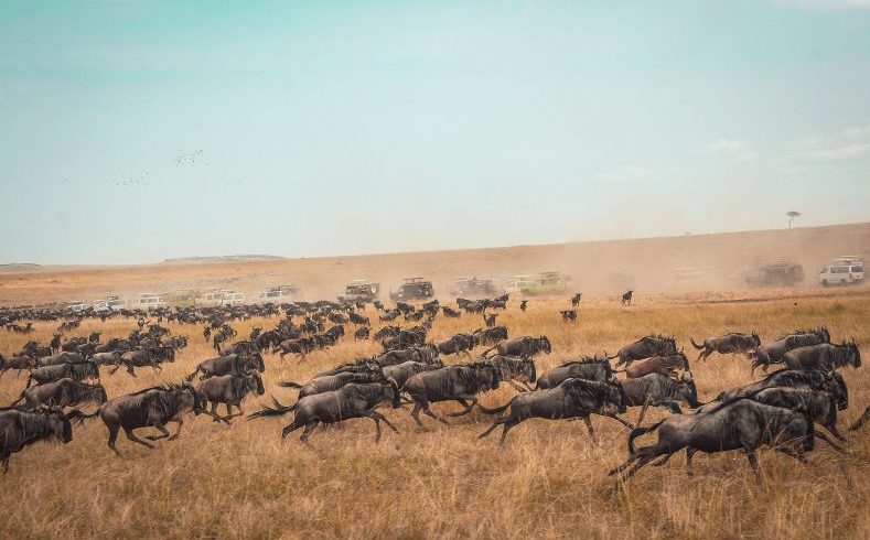 16 Days Tanzania Kenya Big Five & Migration Safari