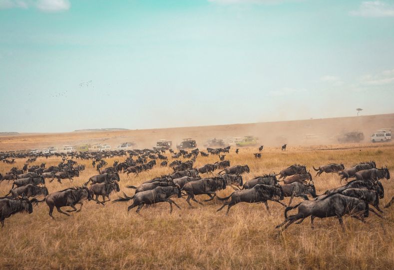 16 Days Tanzania Kenya Big Five & Migration Safari