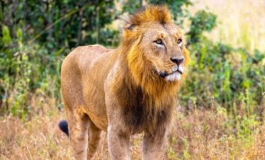 7-Day Tanzania Kenya Big Five Safari 2025-2027 | Serengeti & Masai Mara