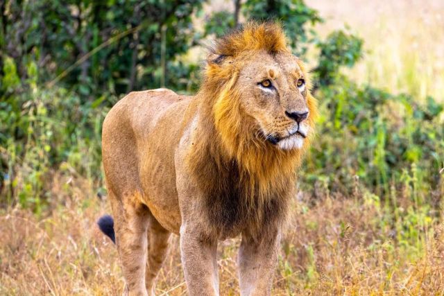 7-Day Tanzania Kenya Big Five Safari 2025-2027 | Serengeti & Masai Mara