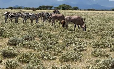lion-ngorongoro-crater-tanzania-safari"