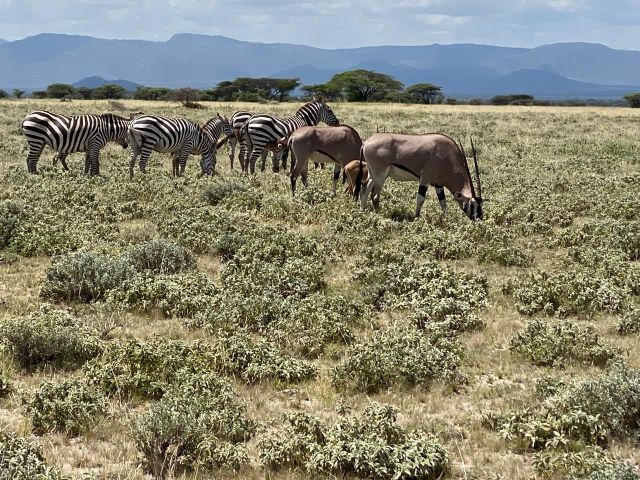 lion-ngorongoro-crater-tanzania-safari"