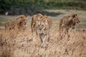 Arusha Day Trips