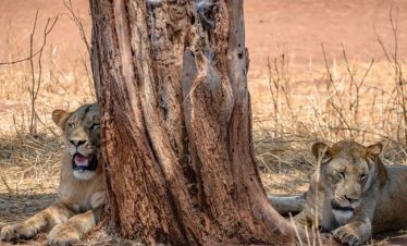 Best Tanzania Safari Packages