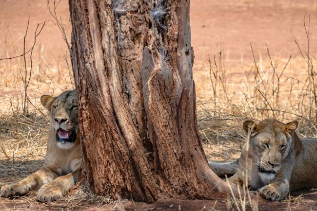 Best Tanzania Safari Packages