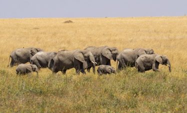 Guide to Tanzania Group Safari Tours
