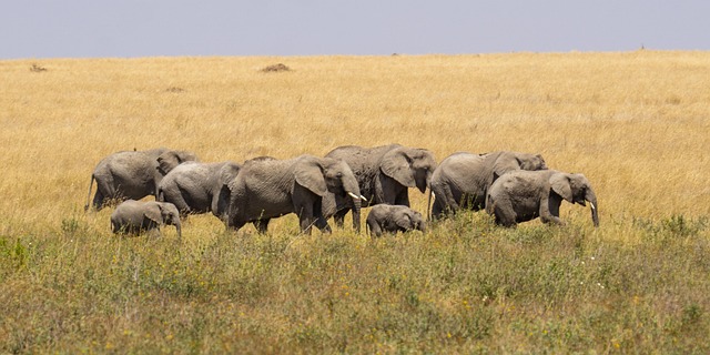 Guide to Tanzania Group Safari Tours