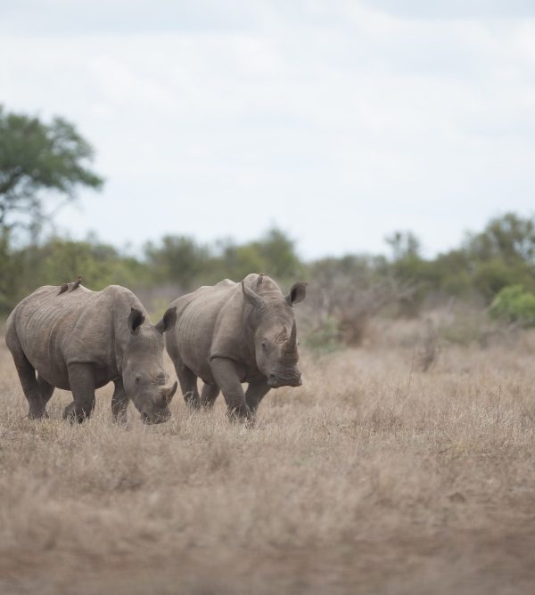 Selous Game Reserve