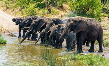 Tanzania Budget Safaris Tour