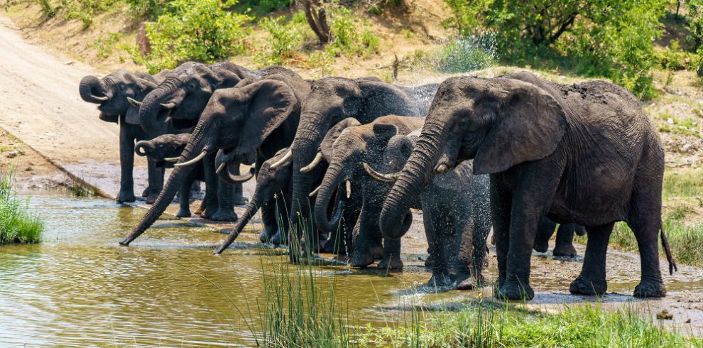 Tanzania Budget Safaris Tour
