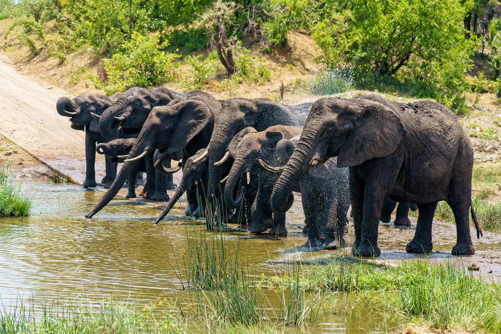 Tanzania Budget Safaris Tour
