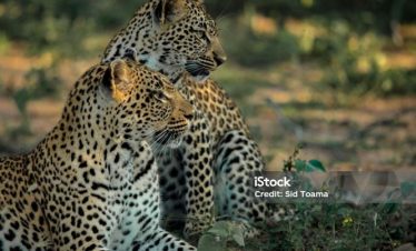 10 Days Romantic Tour in Tanzania