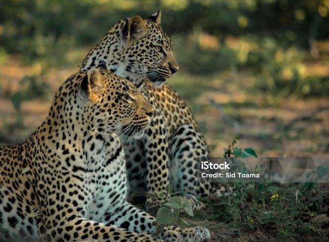 10 Days Romantic Tour in Tanzania
