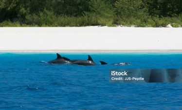 10 Days Tanzania Safari & Beach Holiday