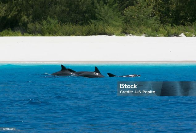 10 Days Tanzania Safari & Beach Holiday