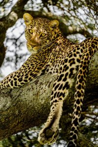 14 Days Tanzania Honeymoon Safari