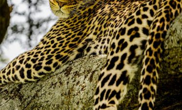 14 Days Tanzania Honeymoon Safari