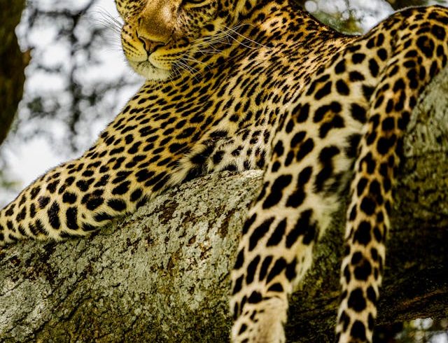 14 Days Tanzania Honeymoon Safari