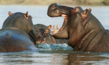3 Days Lake Manyara Ngorongoro Tour