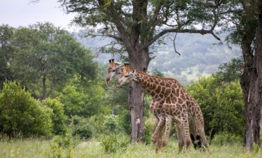 3 Days Lake Manyara & Tarangire Safari