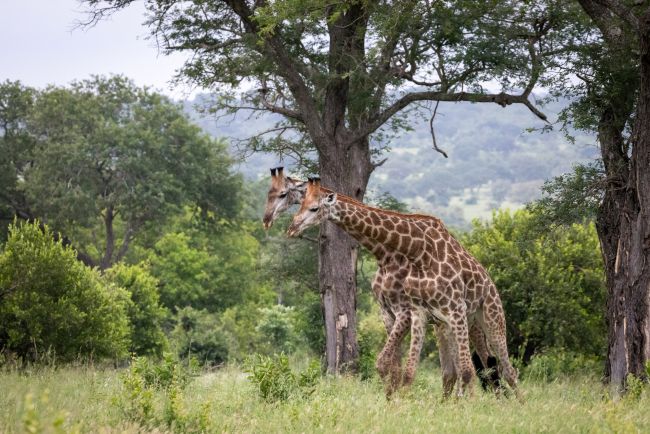 3 Days Lake Manyara & Tarangire Safari
