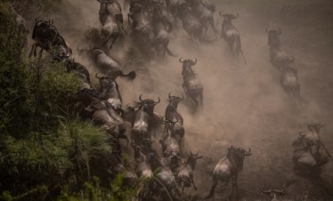 3 Days Serengeti Budget Tour