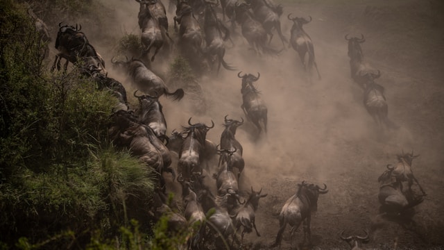 3 Days Serengeti Budget Tour