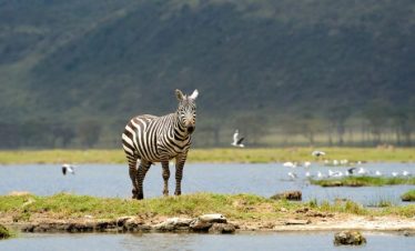 3 Days Tarangire Luxury Safaris