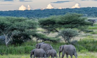 3 Days Tarangire National Park Tour