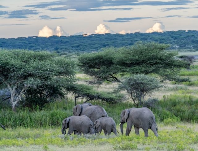 3 Days Tarangire National Park Tour