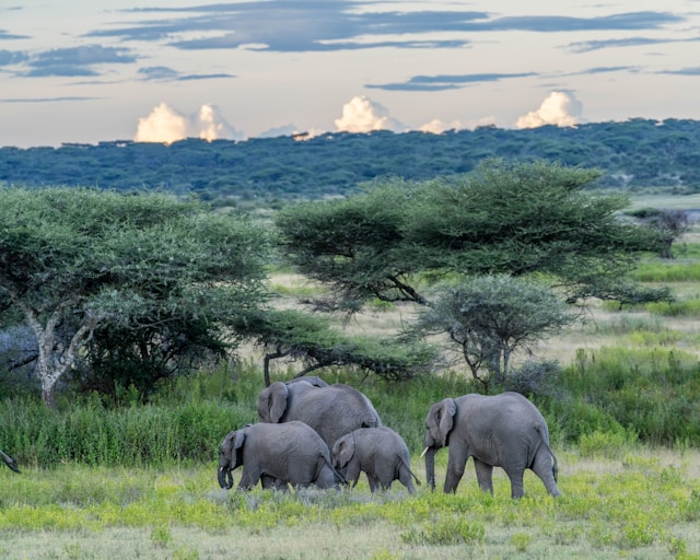 3 Days Tarangire National Park Tour