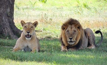 4-Day Luxury Serengeti Safari