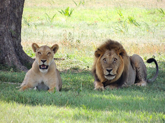 4-Day Luxury Serengeti Safari
