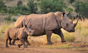 4 Days Lake Manyara Serengeti Budget Tour