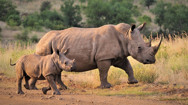 4 Days Lake Manyara Serengeti Budget Tour