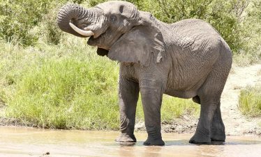 4 Days Migration Safari in Tanzania